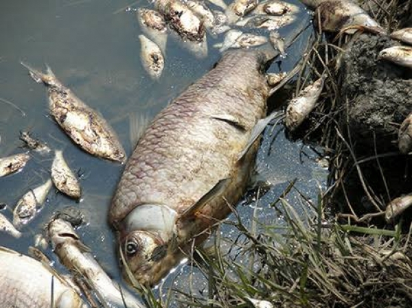 IMPACT OF ENVIRONMENTAL POLLUTION ON MARINE LIFE IN THE NIGER DELTA REGION OF NIGERIA | By Dornwile R. Apenu